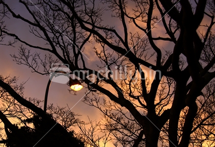 Street lamp, silhouetted branches and evening sky