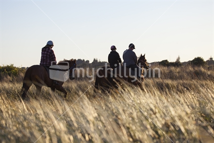 Three horses being ridden in tussock at sunrise