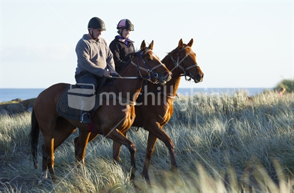 Two horses being ridden in tussock by beach at sunrise