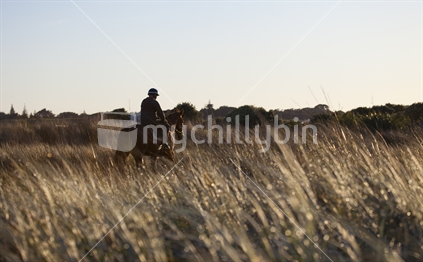 Horse being ridden in tussock by beach at sunrise