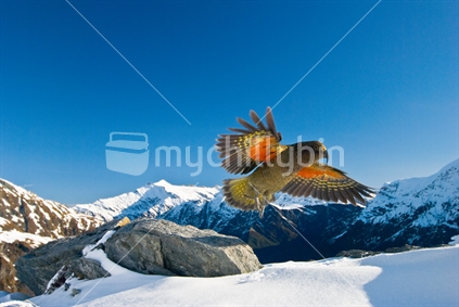 Kea in flight on snowy mountain peak (High ISO)