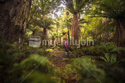 Man hiking in the forest on Stewart Island