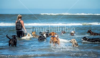 Pack of dogs playing in the ocean (high ISO)