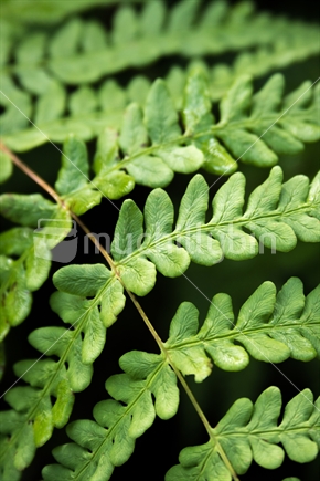 Closeup of new zealand fern