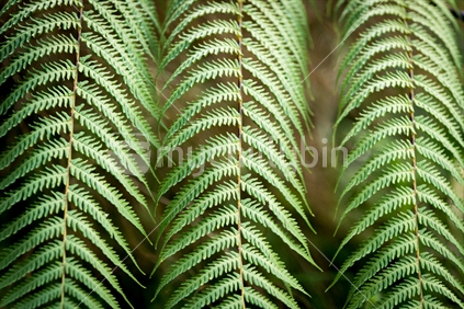 Three native New Zealand fern fronds