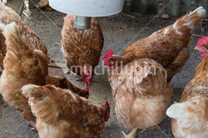 Hens eating chicken feed in coop