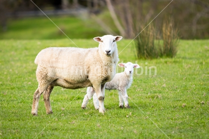 Mother sheep with her baby lamb
