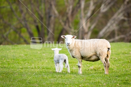 Mother sheep with baby lamb