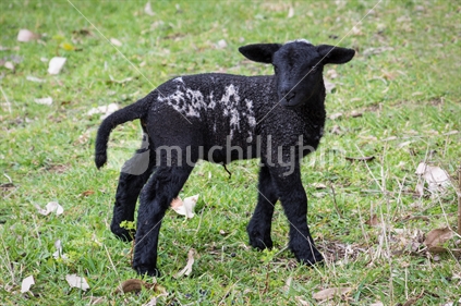 Cute newborn black lamb
