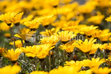 Beautiful yellow spring Daisy flowers