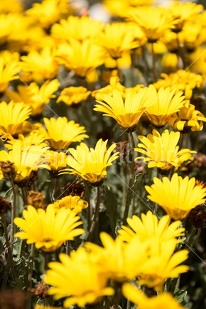 Yellow spring daisy flowers