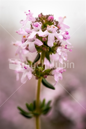 Closeup of pink thyme flowers