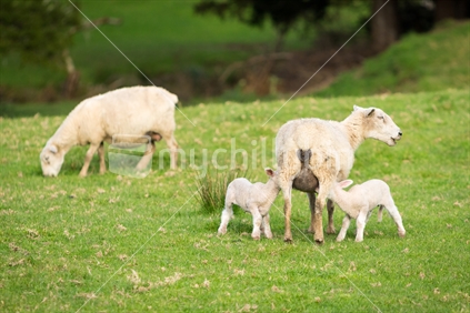 Twin lambs feeding from mother sheep