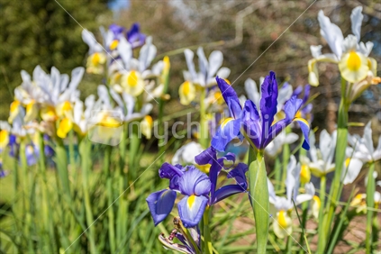 Purple white and yellow irises