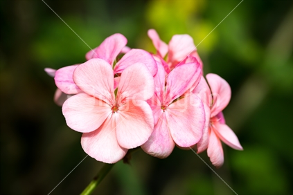 Closeup of beautiful pink geranium flowers