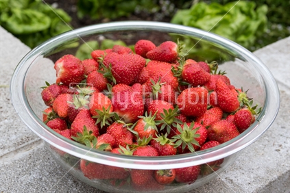 Glass bowl of red ripe strawberries