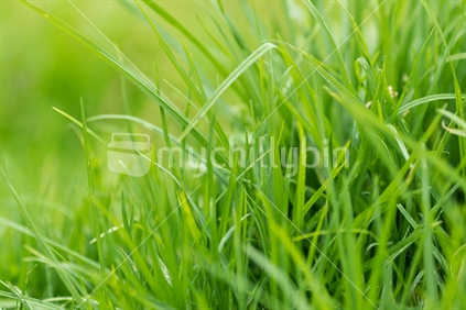 Closeup of healthy green blades of grass