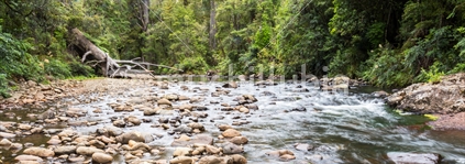 River running through Waipoura Forest