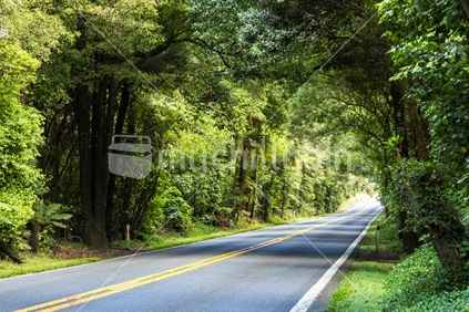 Highway going through native bush