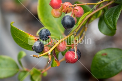 Fresh blueberries on bush