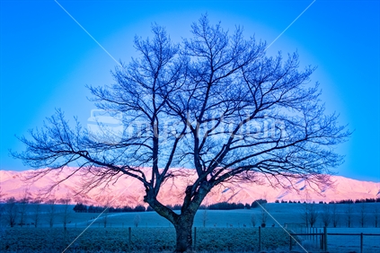 Sunrise reflecting off snow covered mountains with tree silhouette