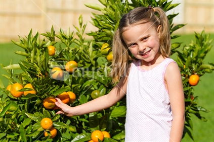 Little girl picking mandarins from tree