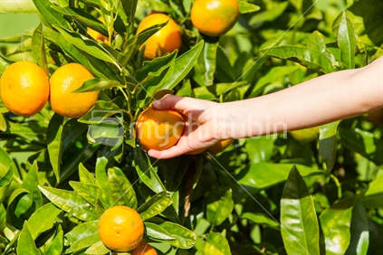 Picking mandarins from tree