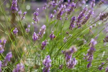 Beautiful purple lavender flower blossoms