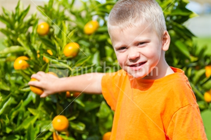 Little boy picking a mandarin