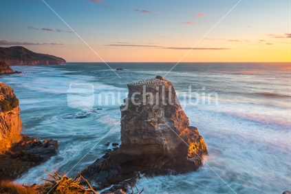 Muriwai Gannet Colony at golden hour | Auckland, NEW ZEALAND