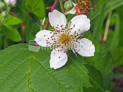 The nasty noxious weed called blackberry has a beautiful flower and even more beautiful fruit.