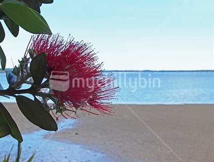 Pohutukawa flower over mudflats in Tauranga Harbour