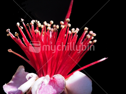 A macro image on the flower of a feijoa tree isolated on black