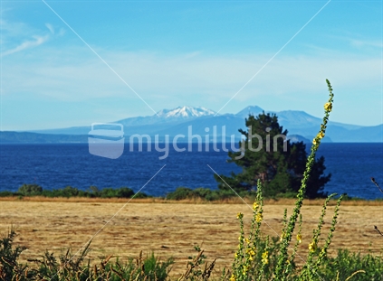 The view of Tongariro National Park across Lake Taupo in summer with hollyhocks flowering in foreground