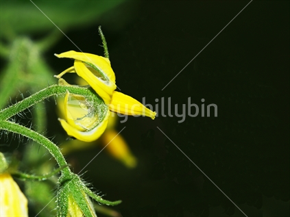 The intricate flower of the tomato plant isolated on a black background with space for text
