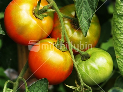 After the flower comes the fruit, A bunch of ripening tomatoes on one of my plants in my vegetable garden.