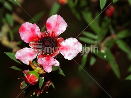 The beautiful flower of the Manuka tree
