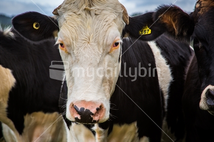 Closeup shot of cow within a herd