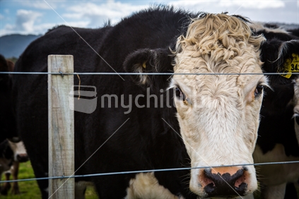 Black and white cow looking through fence