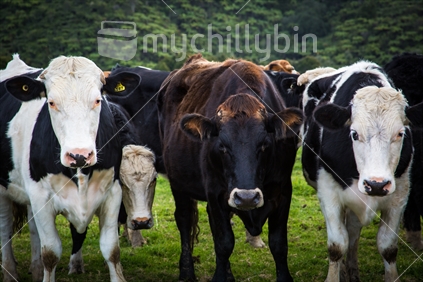 Herd of cows in green paddock