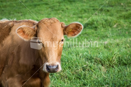 Good looking brown cow in lush green paddock