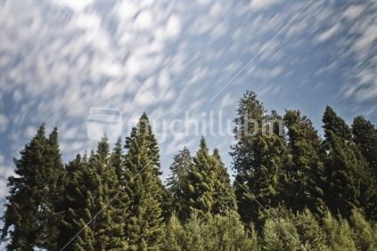 Trees at Hanmer (Long exposure with sky and some tree motion blur)