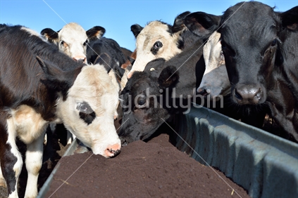 Calves eating from feeding trough