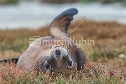 NZ Sea Lion in the inlets 