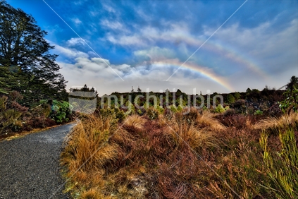 Bush Rainbow beauty