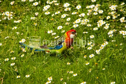 Rosella among the flowers