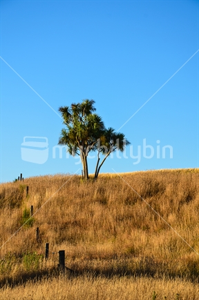 Cabbage tree in a golden field