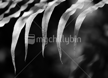 Fern leaves.