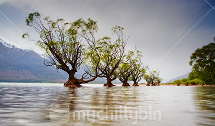 The Iconic Glenorchy Trees