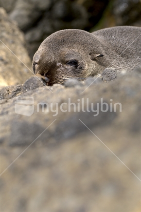 Dozing Seal bathing on the rocks on the West Coast
